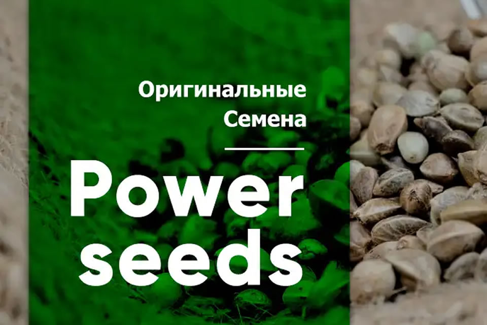 Все о семенах конопли шишки марихуаны в украине